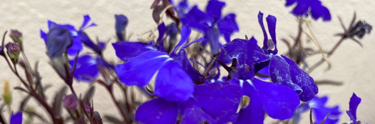 _luciagallina's profile banner image