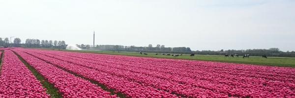 WesleyBoota Profile Banner