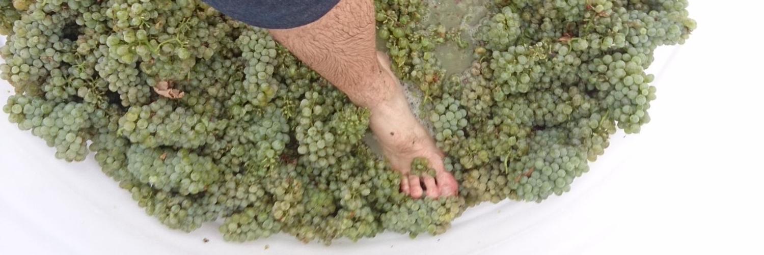 gudfishwine's profile banner image