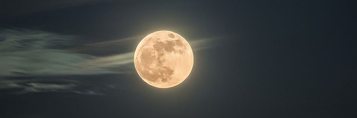 DAlarice🇵🇸 banner