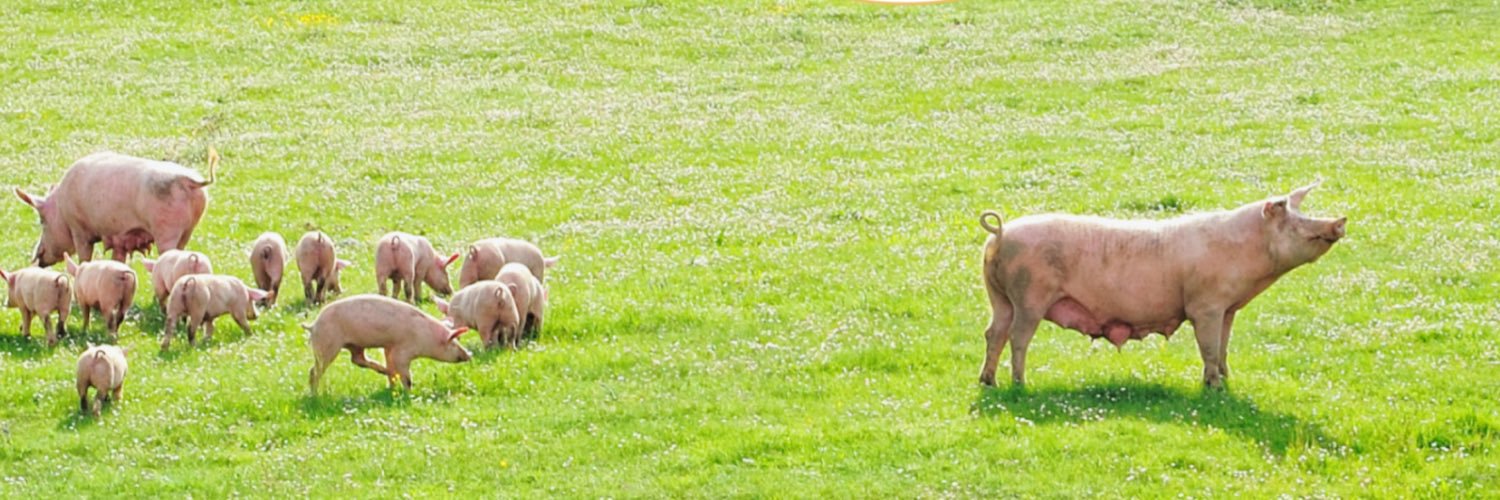 EPP Ireland branch banner