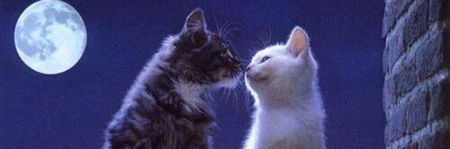 Feline101's profile banner image
