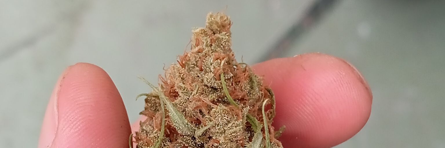 HenryOGKush's profile banner image