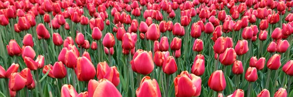 FranqueThompson Profile Banner