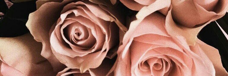sedakkova's profile banner image