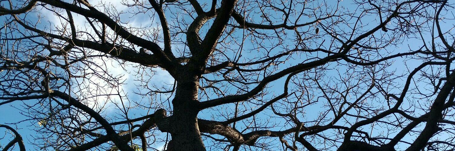 CulquiFlor's profile banner image