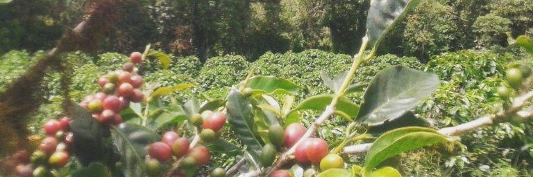 CoffeeLycaste's profile banner image