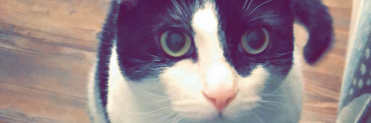 AlliKnowsAll's profile banner image