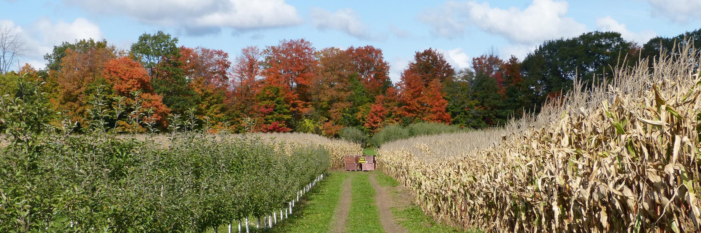 Katherine MacLean banner