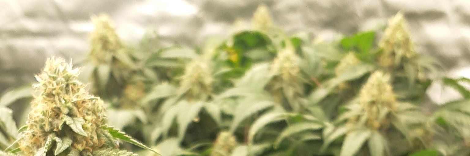 Speaking moistly 🔺️ banner