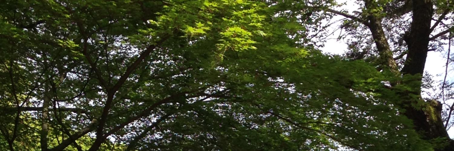 yanaghie's profile banner image