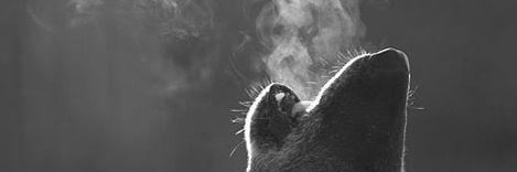 xOriginalHybrid's profile banner image