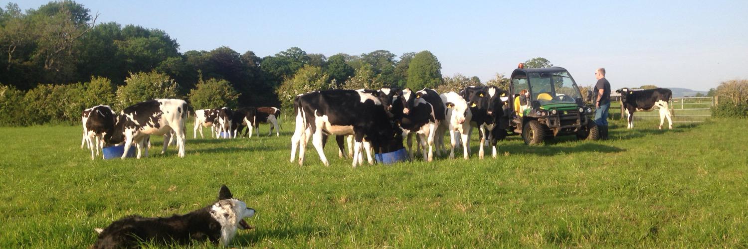 joylanfarms's profile banner image
