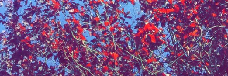 ryanashley89's profile banner image