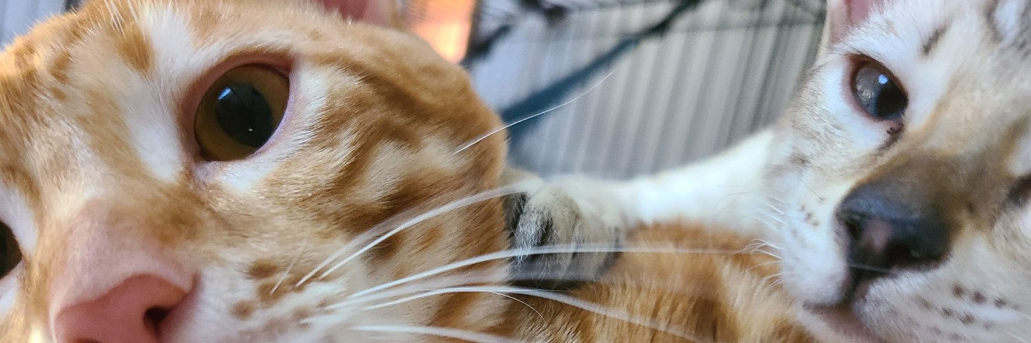 TGtarouchan's profile banner image