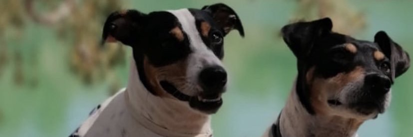 RubenCaneo's profile banner image