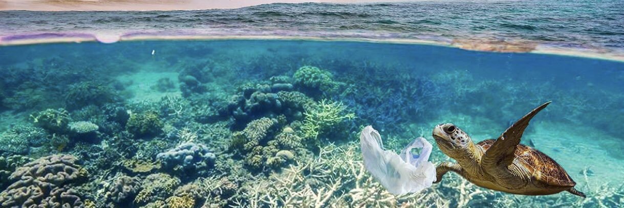 Rose Tomishima banner