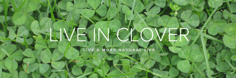 CloverTips's profile banner image