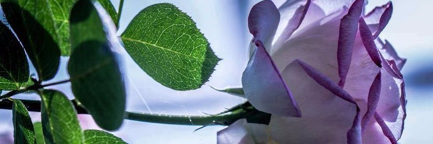 jayare71's profile banner image