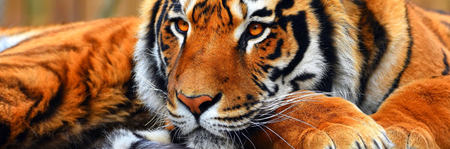 Nick Hoffmann banner