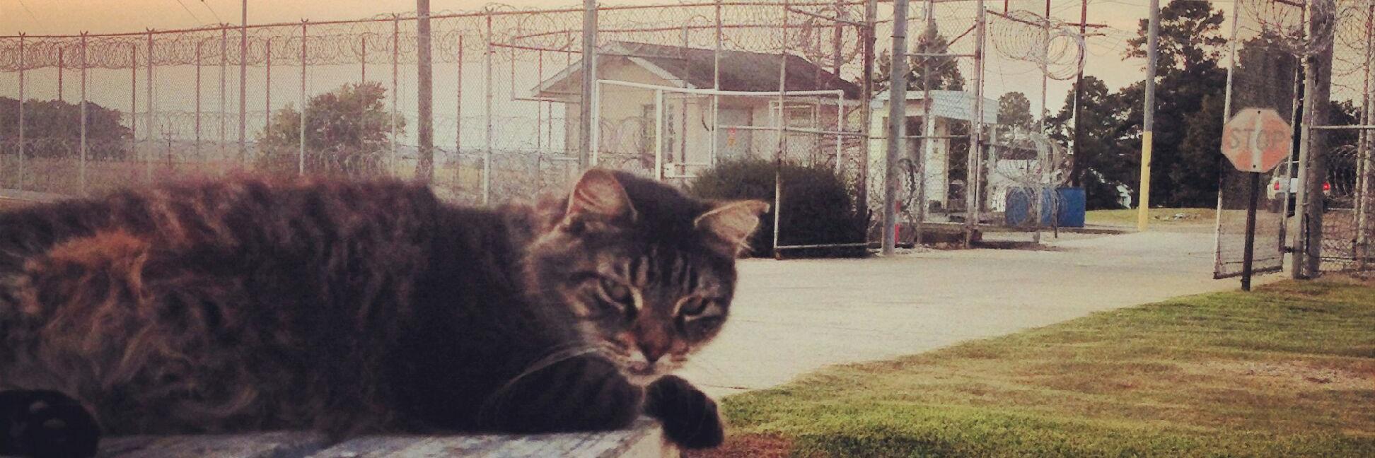 RealPrisonCat's profile banner image