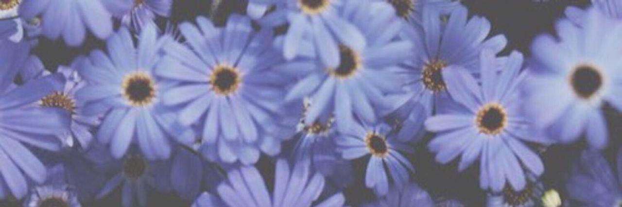 collectinghcart's profile banner image
