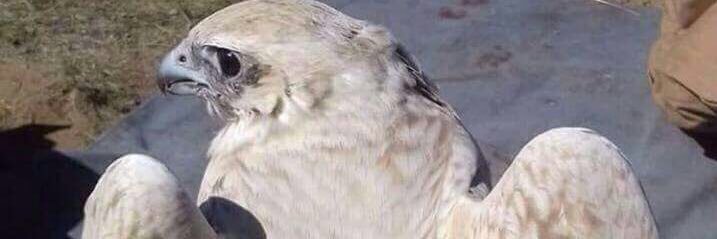 eillo_'s profile banner image