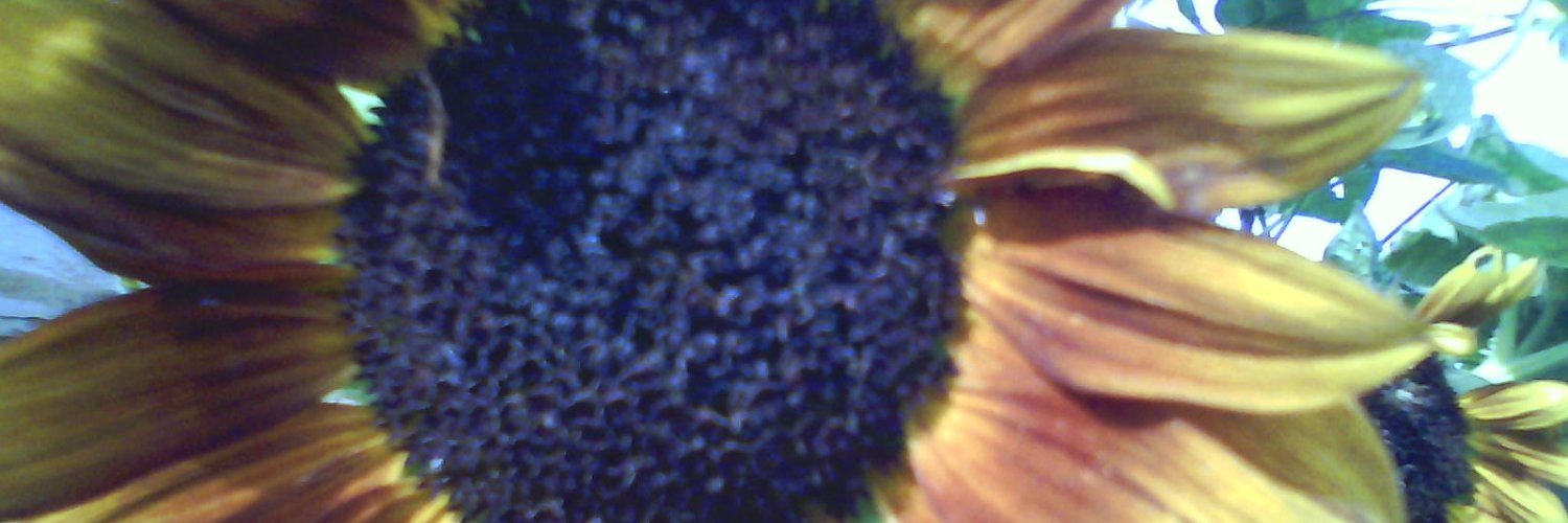 iskokin's profile banner image