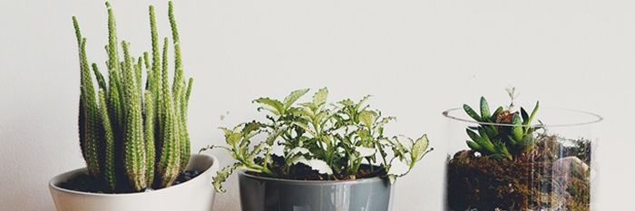 miniqueen banner