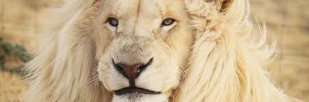 Adeyemmysammy_NG banner