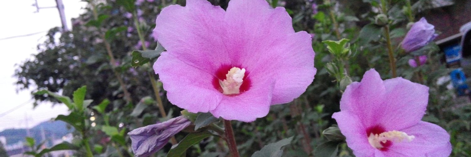 snap6417's profile banner image