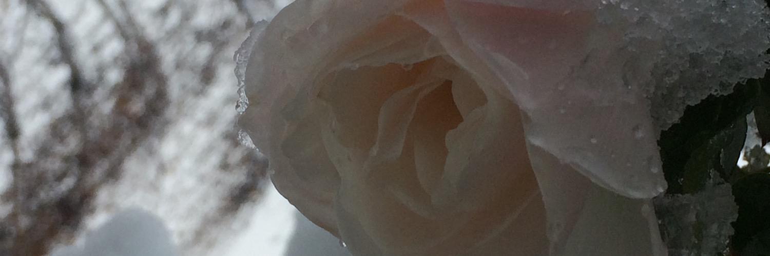 hholden22's profile banner image