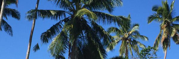 netzeroRios Profile Banner