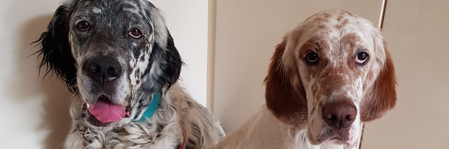 mrshangrypants's profile banner image