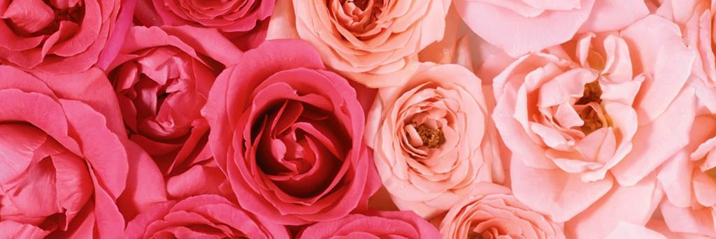Rococo_Cat's profile banner image