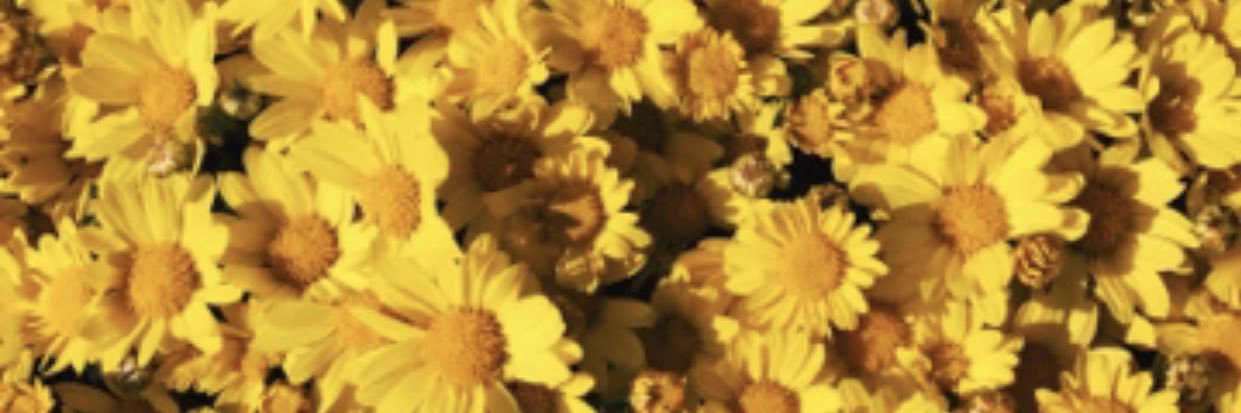 Mariboolou's profile banner image