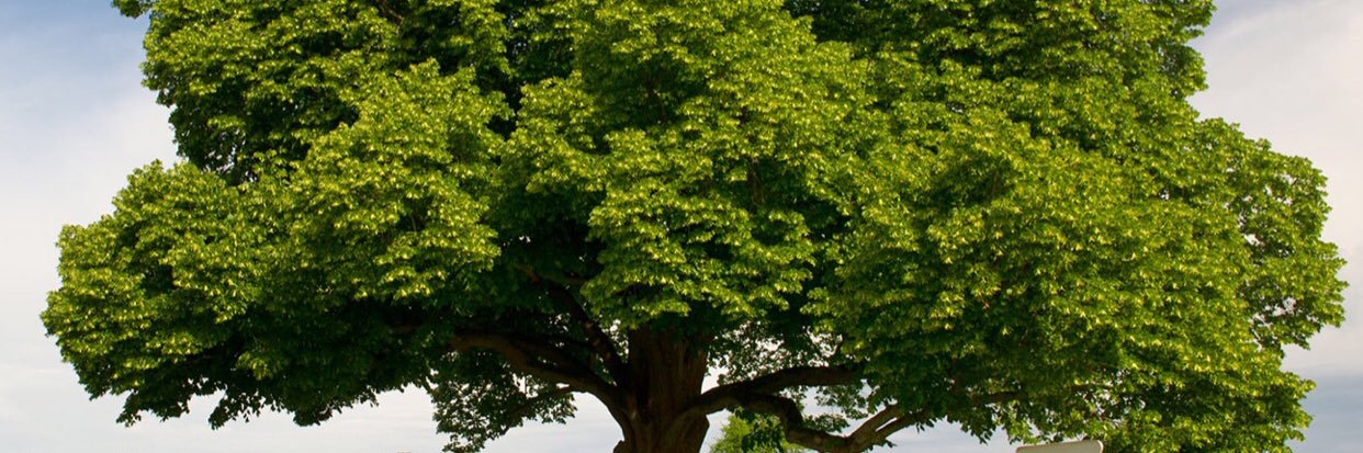Chestnut_yacad's profile banner image