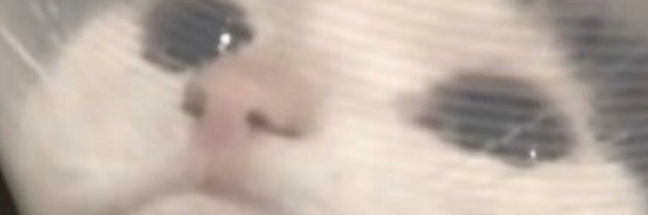 PizzaAndChill's profile banner image