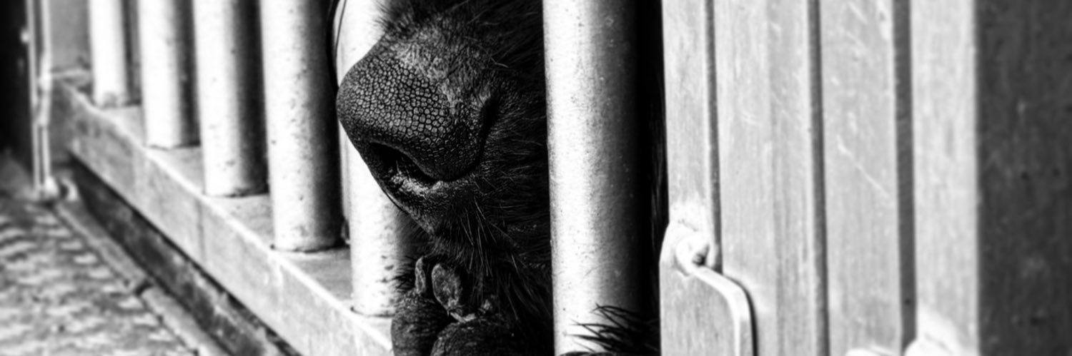 Giant Schnauzer Albert's banner