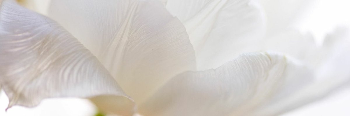 Miheya  banner