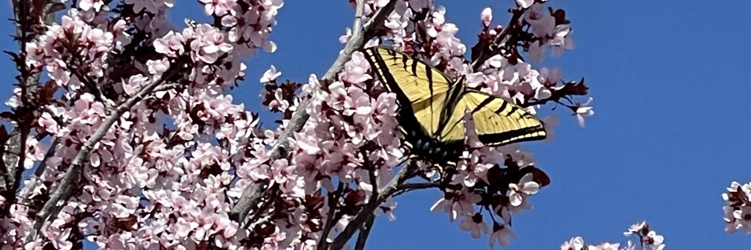 lflowers1111's profile banner image