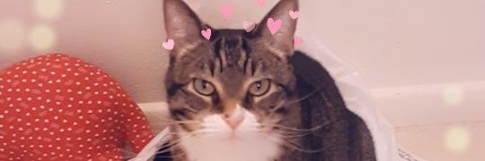 JoryMortenson's profile banner image