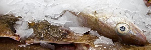 ClassroomCoast Profile Banner