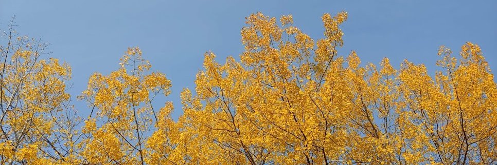 nessymiller's profile banner image