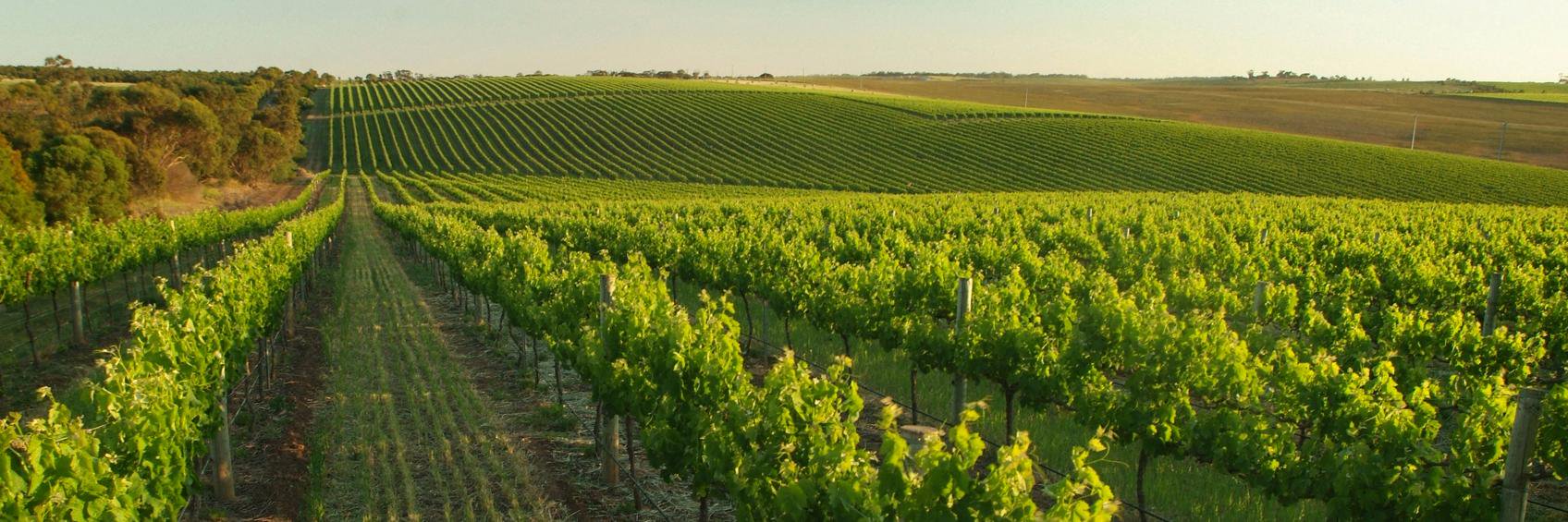 FrontierWine's profile banner image