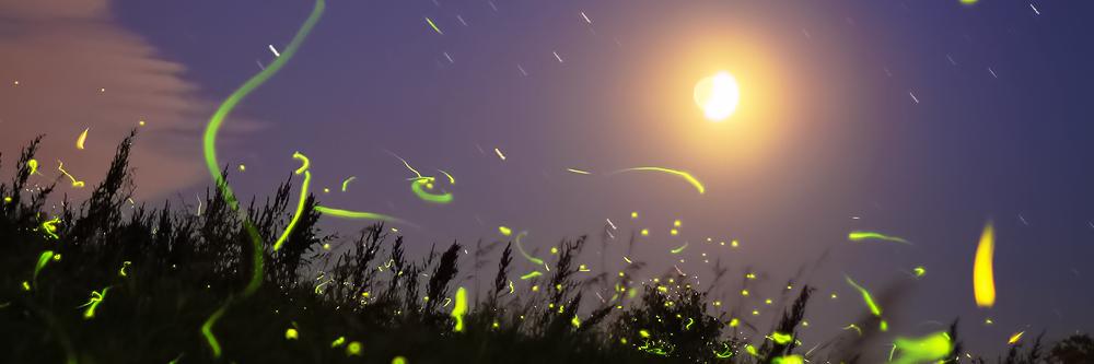 GreenCardPwease's profile banner image