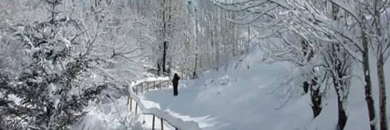 Paola Cosgrove banner