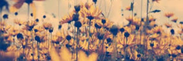 msbel04's profile banner image