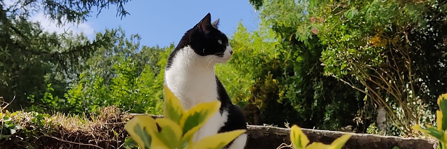 Sidneyette's profile banner image