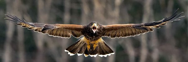 gondor259 Profile Banner